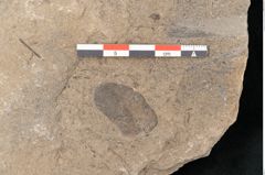 Foto (Detailansicht) von Neuropteris auriculata Brongniart (NHMW-GEO-2024-0188-10670)
